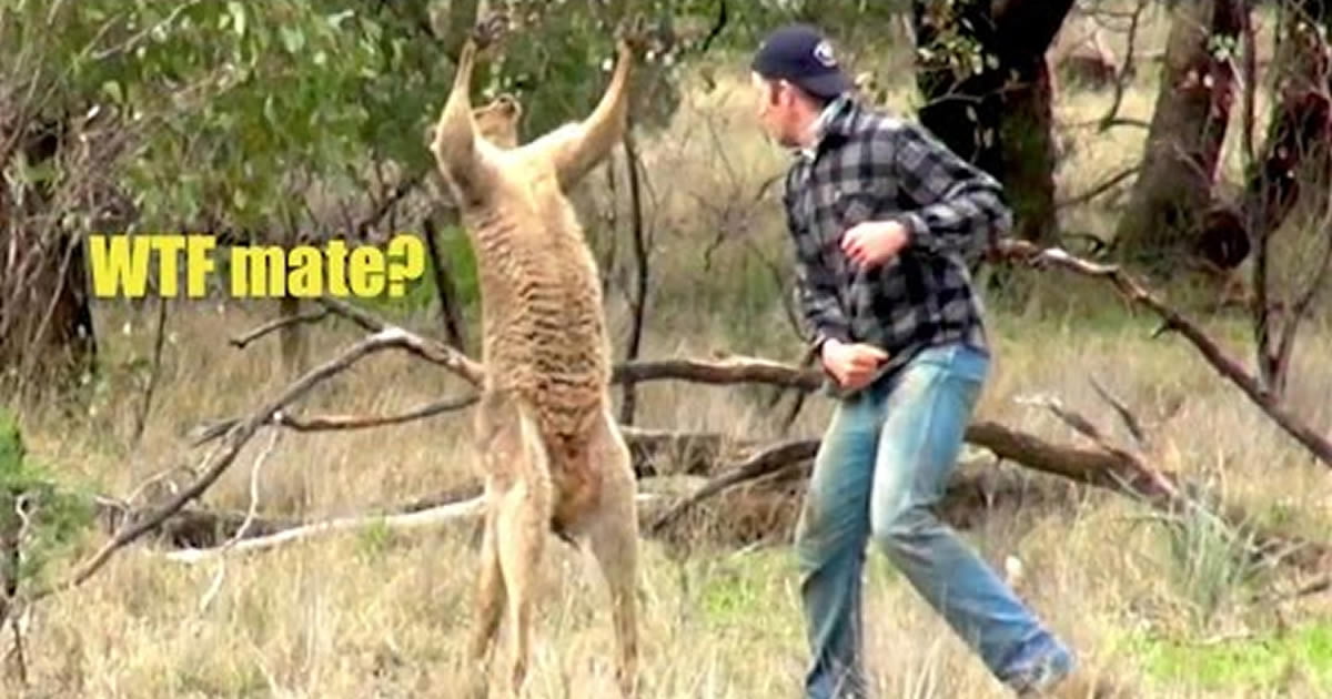 Zookeeper Who Punched Kangaroo In The Face Receiving Threats From