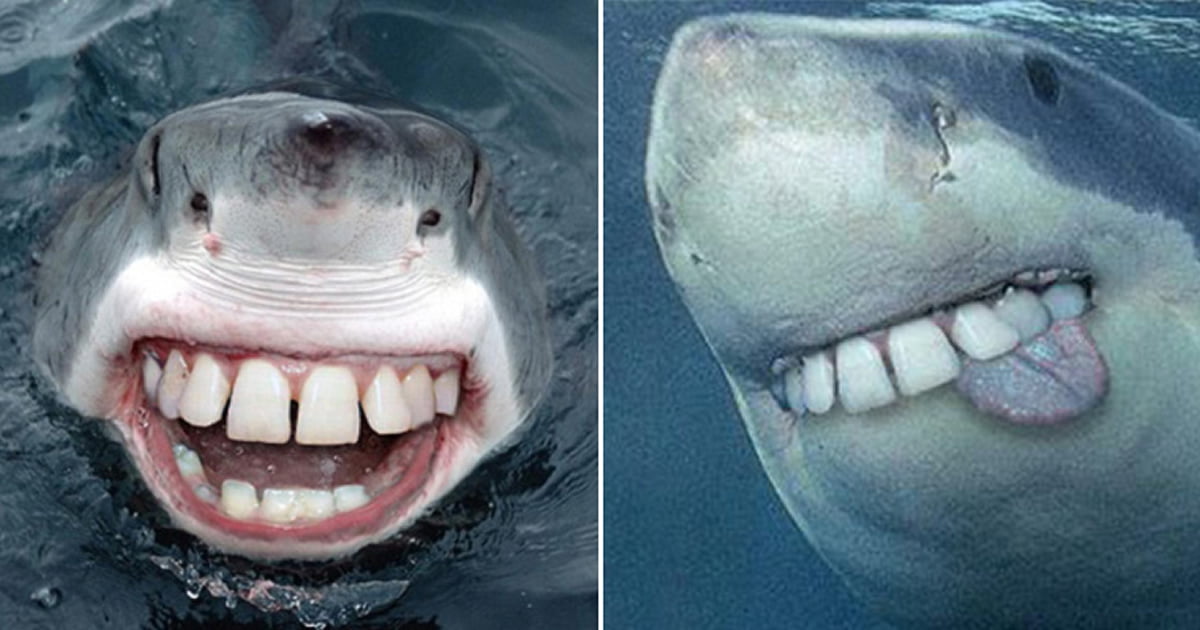 Sharks With Human Teeth - 9GAG