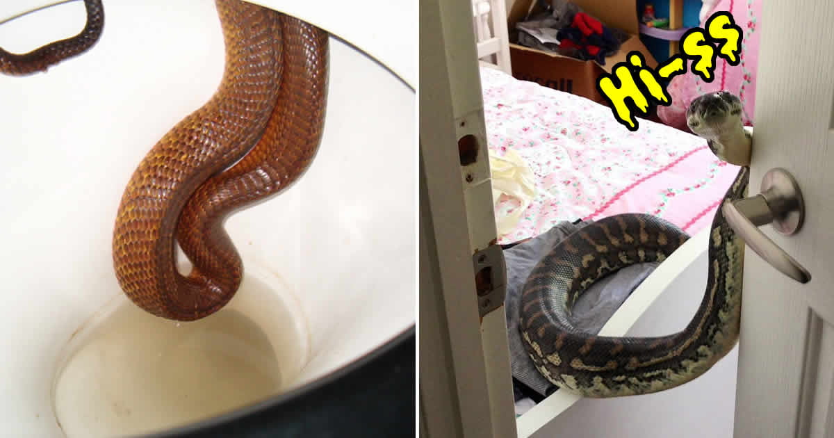 22 photos that prove australia is hell for people who hate snakes 9gag