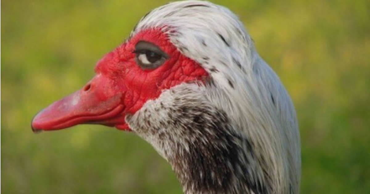 This Photo Of A Judgemental Duck Has Become A Huge Meme And It's ...