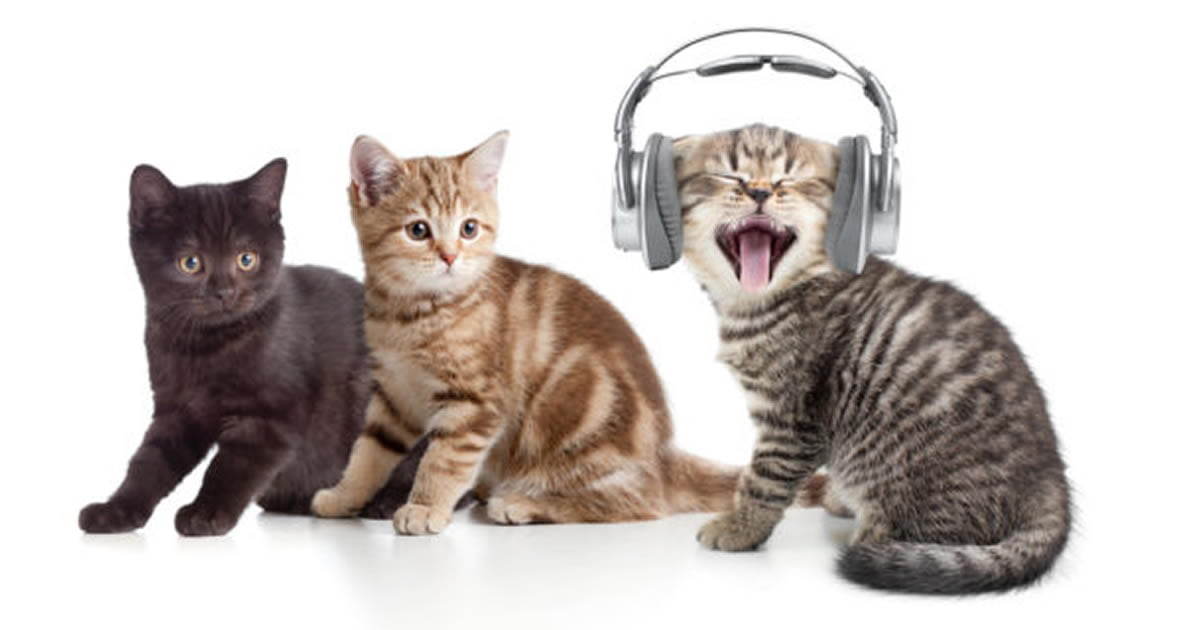 Котенок слушает. Кот и музыка. Шоу кошки. Звук успокаивающий кошек.