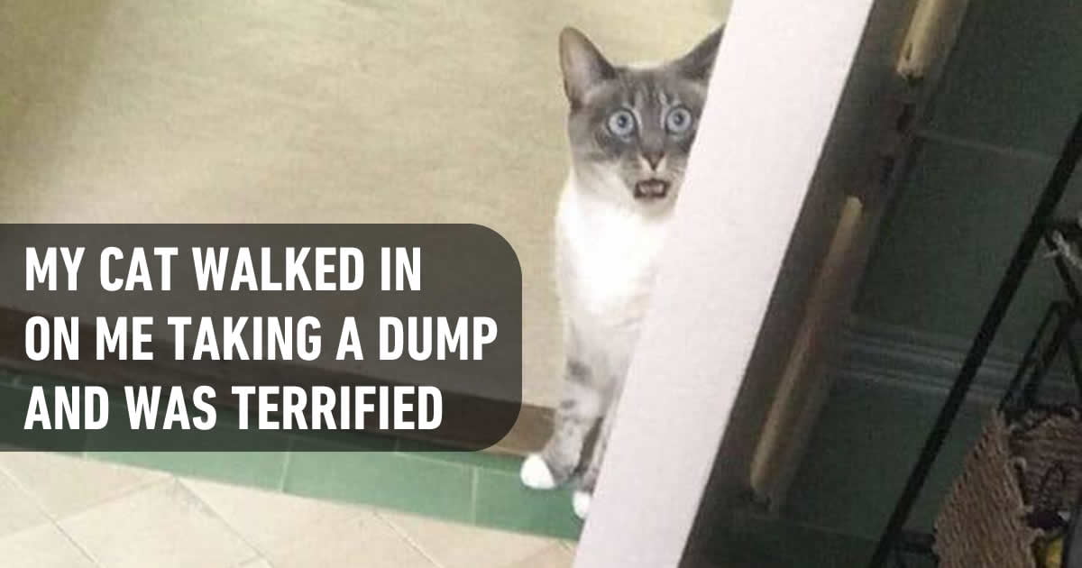 15 Funny Cat Snapchats You Can't Miss - 9GAG