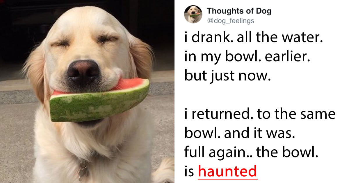 22 of Best Thoughts Of Dogs From The 'Thoughts of a Dog' 9GAG
