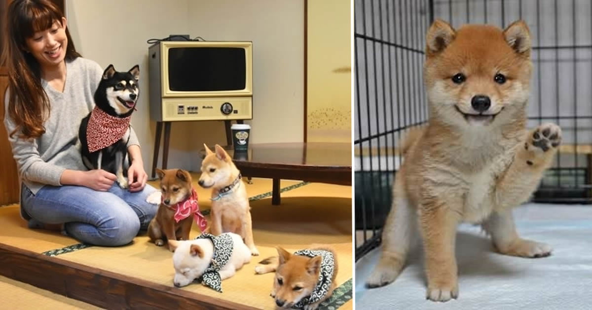 Get Your Passport Ready Because The First Mini Shiba Cafe