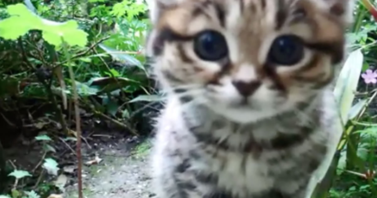 “The blackfooted cat (Felis nigripes), also called smallspotted cat, is the smallest African