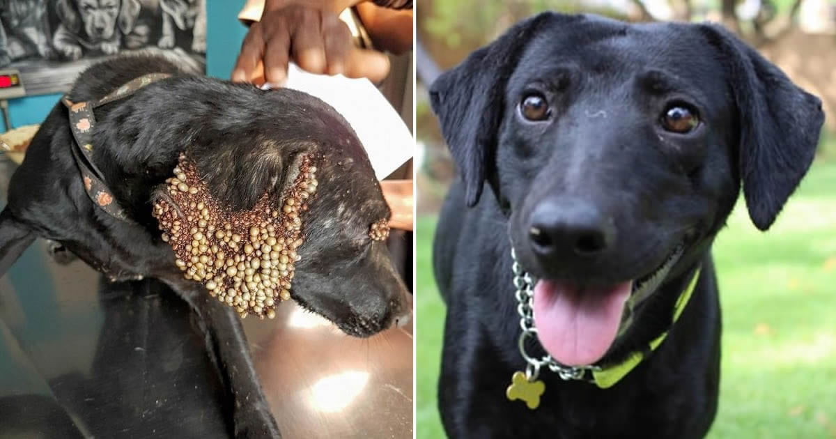 tick-infested-dog-makes-heartwarming-transformation-9gag