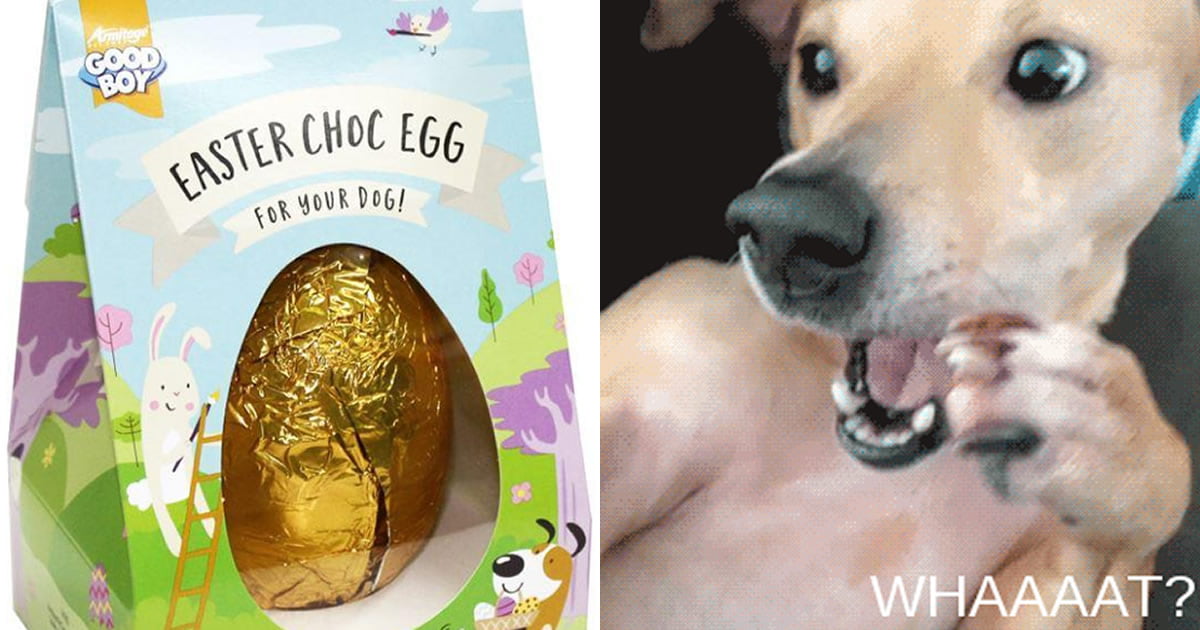 B&M Is Selling Easter Eggs For Dogs 9GAG