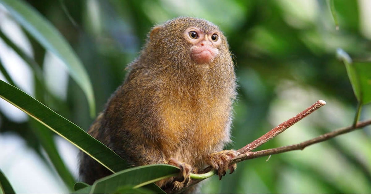 New Species Of Monkey Discovered, And It's Ridiculously Tiny And Adorable