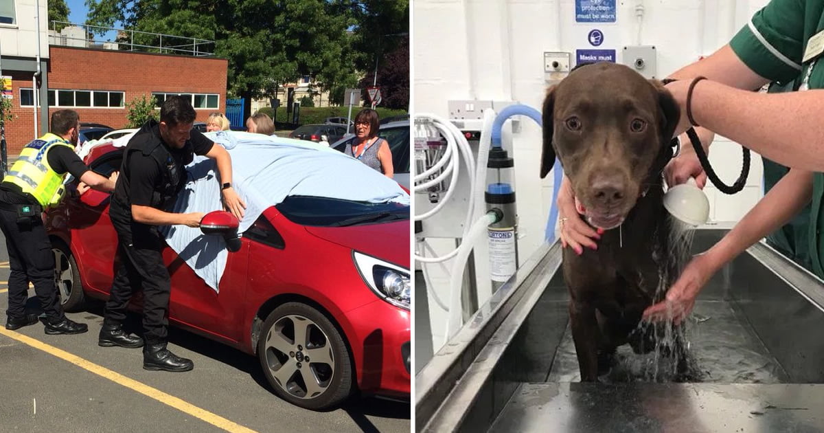 Police Smash Window To Rescue Two Dogs Locked In Blazing Hot Car - 9GAG