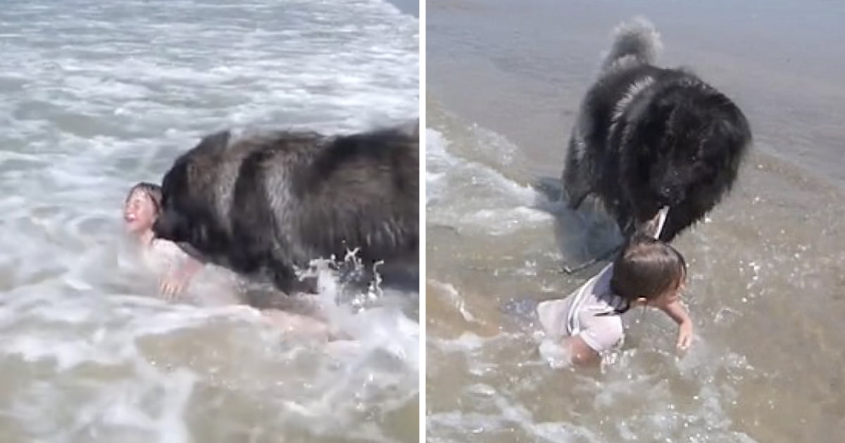 Adorable Moment Dog Rescues His Owner's Granddaughter From Ocean Waves ...