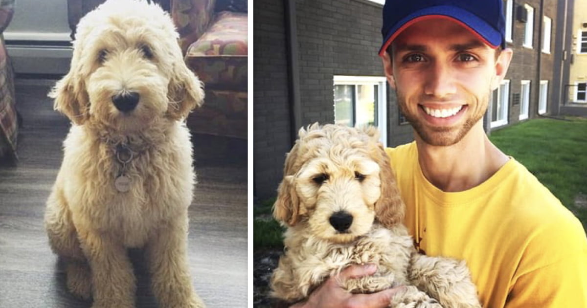 This Company Offers Fur-ternity Leave for New Pet Parents - 9GAG