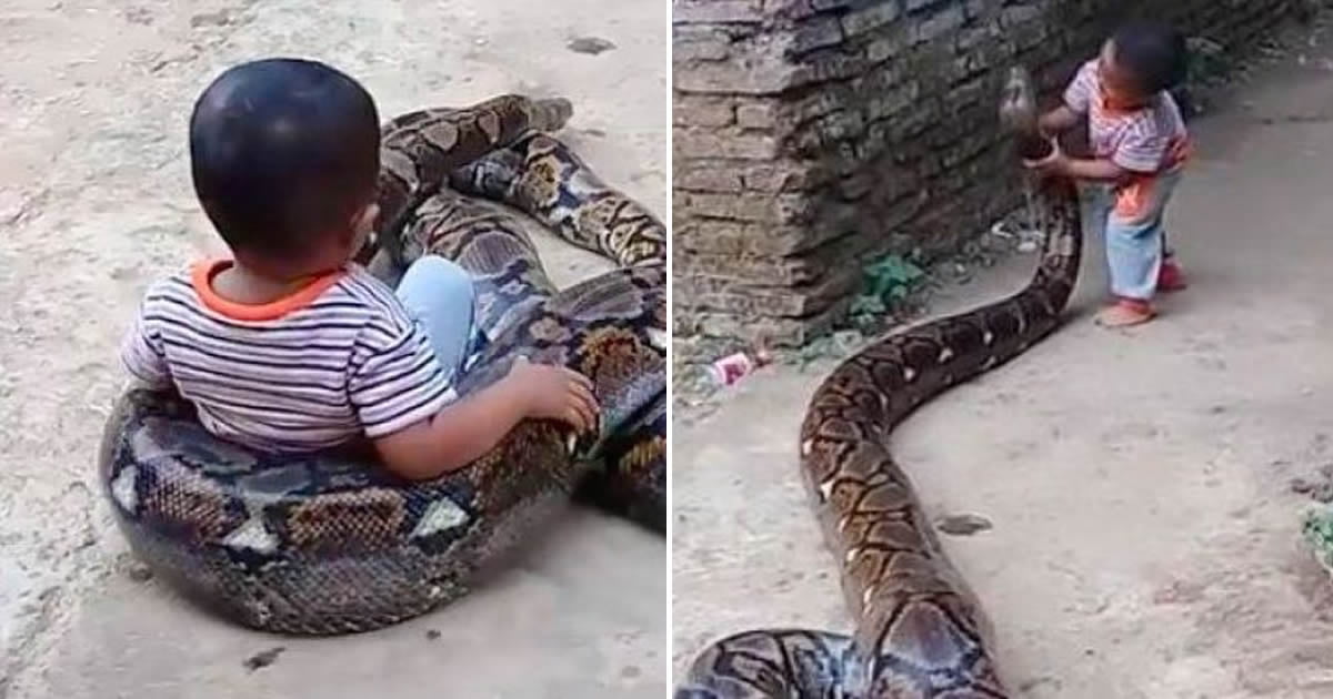 Toddler Filmed Playing Around With A Huge Python - 9GAG