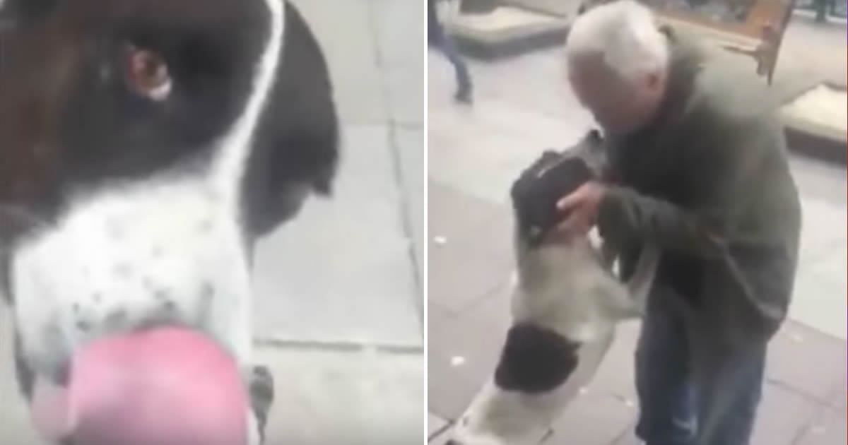Old Man Reunites With His Dogs On The Street 3 Years After He Lost It ...