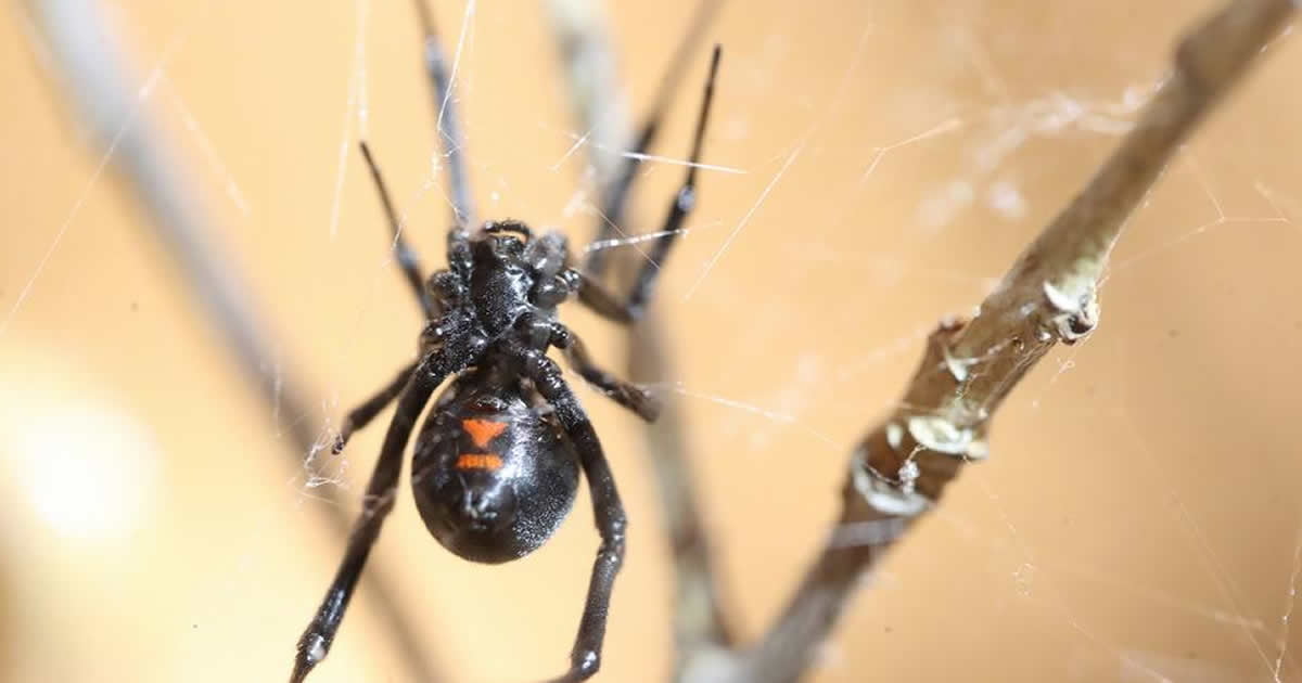 Spiders in the house? Put that blowtorch away