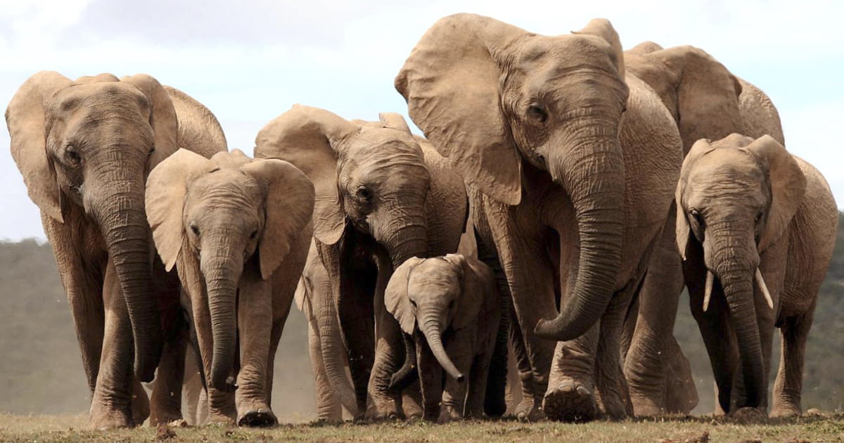 Elephants Are Evolving To Lose Their Tusks Under Poaching Pressure 9GAG