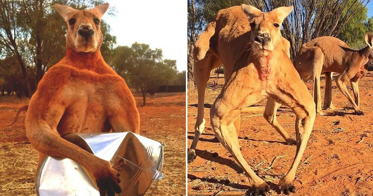 Roger, The Famous Buff Kangaroo Dies At Age 12 - Animals.