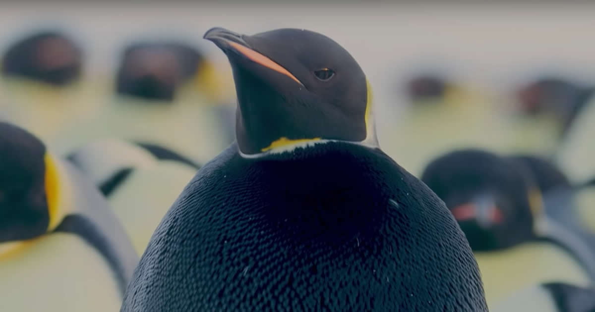 Rare Black Emperor Penguin Captured On Film For The First Time - 9GAG