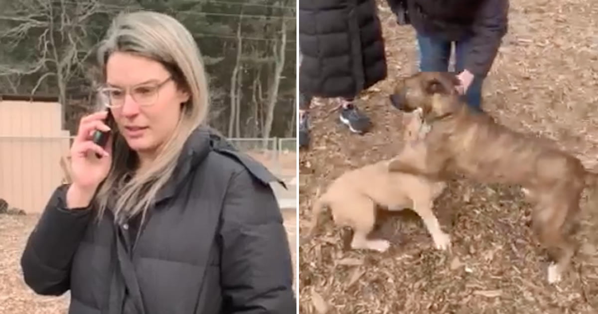 Woman Calls Cops Because Her Pup Got Humped At The Dog Park - 9GAG