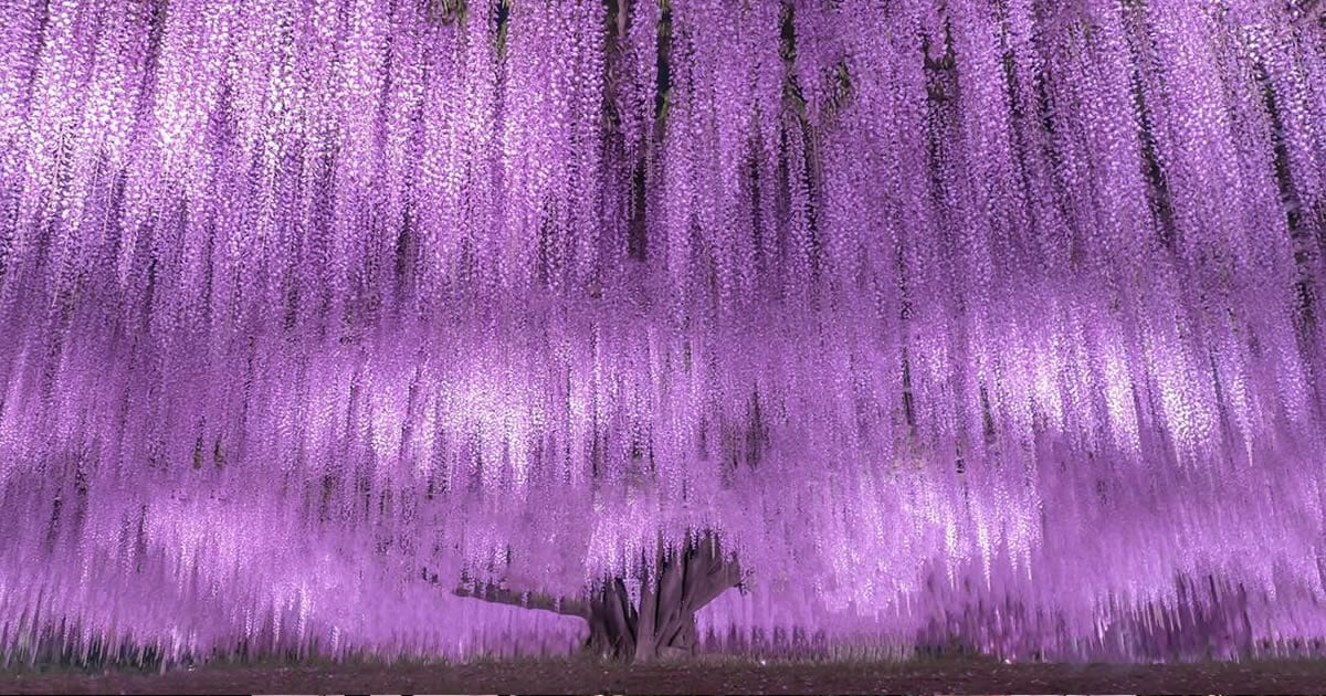This Flower Park Is Home To The Oldest Wisteria Plant In Japan 9gag