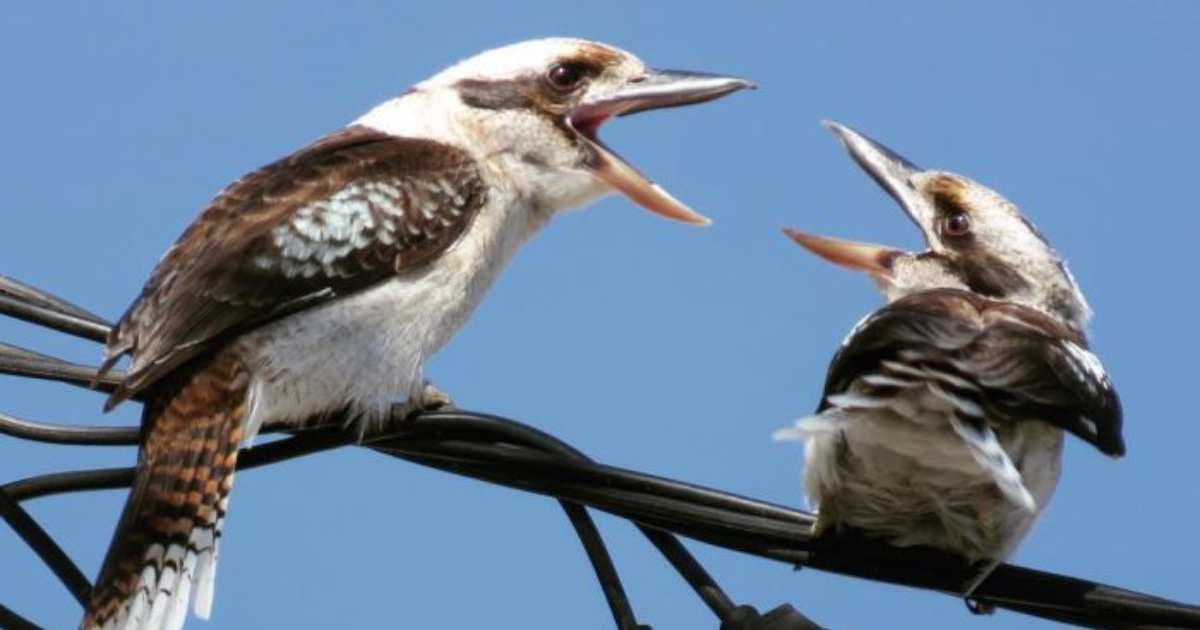 Two Horny Kookaburras Cause Mass Blackout By Mating On Power Lines 9gag 5255