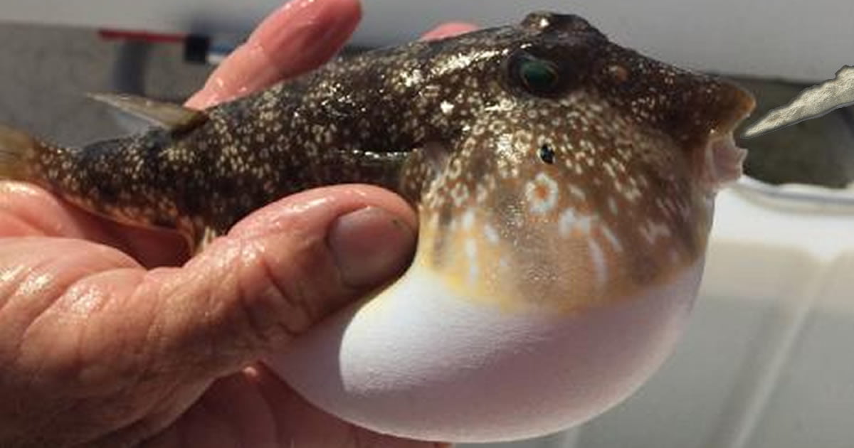 Man Learns The Hard Way That Mixing Pufferfish And Cocaine Is A Very ...