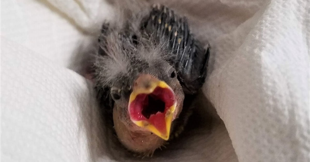 Drunk Man Sends An Injured Baby Bird To Rescue Center In An Uber - 9GAG