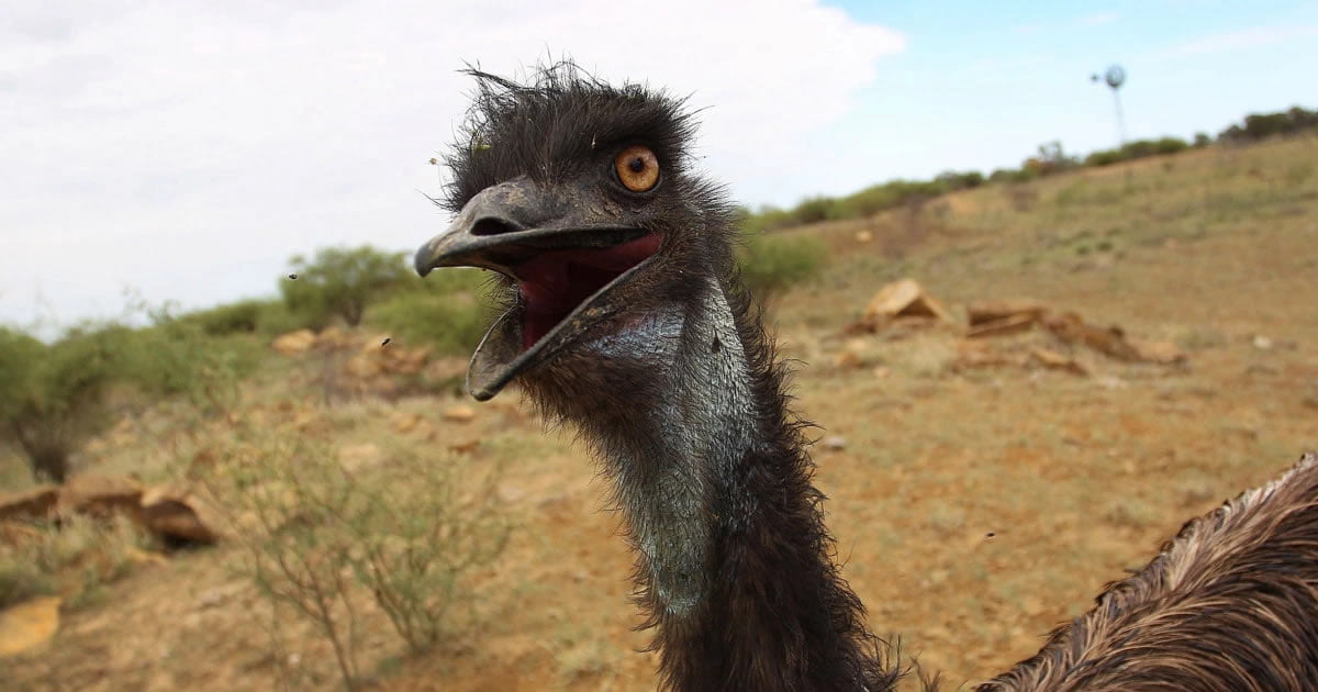 Emu On The Run In North Carolina Eludes Captors For More Than 3 Weeks