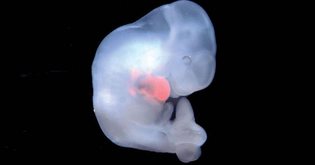 Japan Approves First Human Animal Embryo Experiments - 9GAG