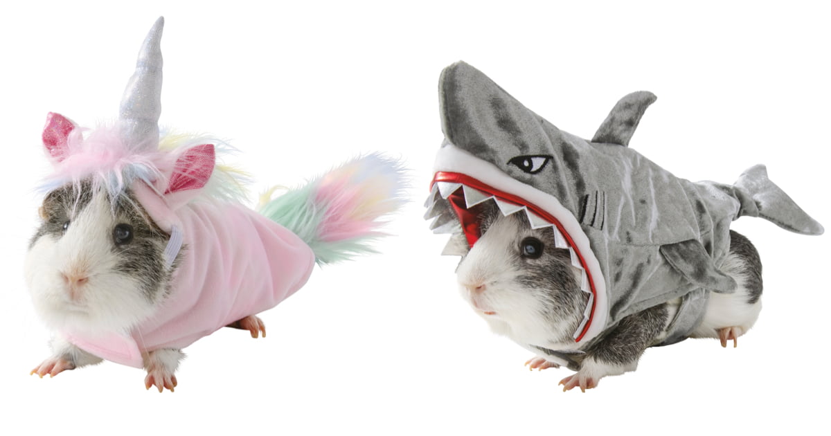 Guinea Pig Halloween Costumes Are Already Available For Your Cute Little Rodent