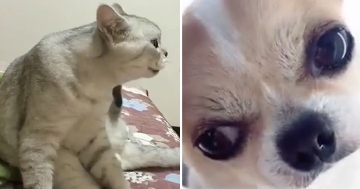 Cat with angry face filter, What's so funny!!?💢, By 9GAG