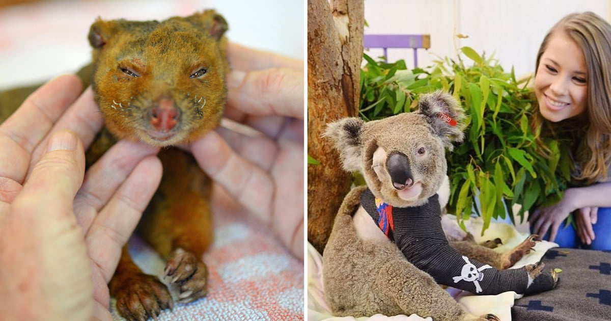 The Irwin Family Has Saved Over 90,000 Animals Injured In The Australia ...