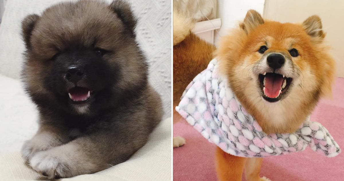 They Adopted A Dark Pawtato It Turns Out To Be A Long Hair Shiba Inu