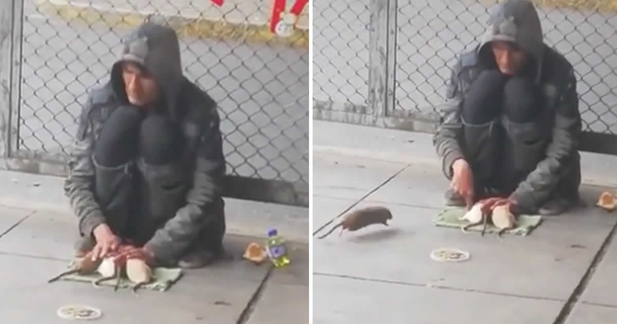 This homeless man has tamed and taught tricks to four rats. 9GAG