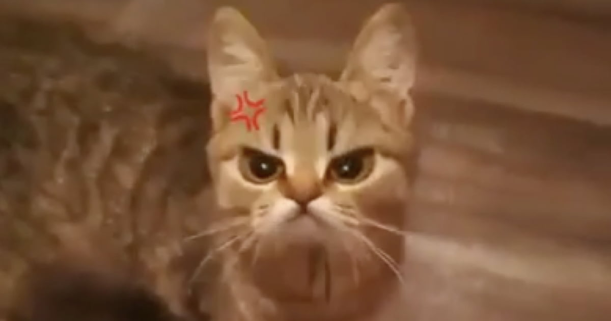 Angry cat face from Snapchat