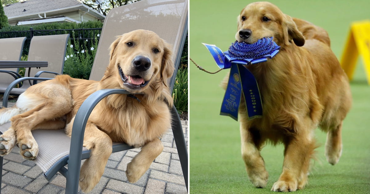 The Internet Demands Justice For Daniel, The Westminster Dog Show's ...
