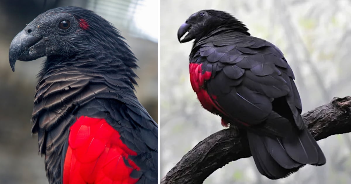 Meet The Glorious Dracula Parrot That Can Only Be Found In ...