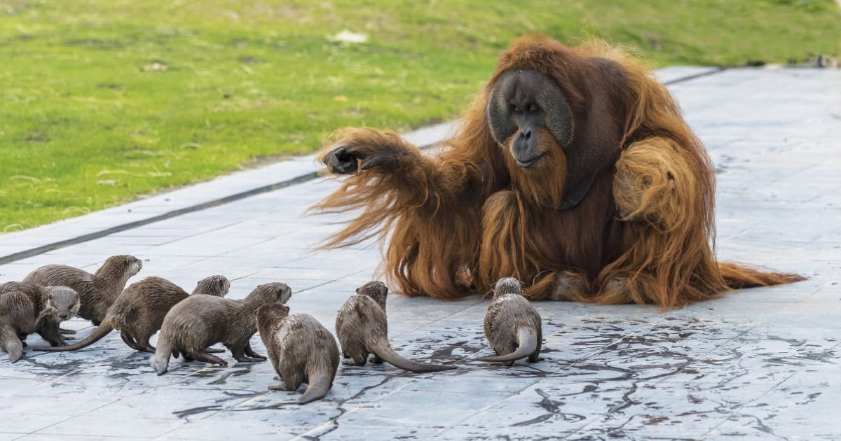 Belgium Zoo Shares Adorable Photos Of Orangutans Playing With Otters