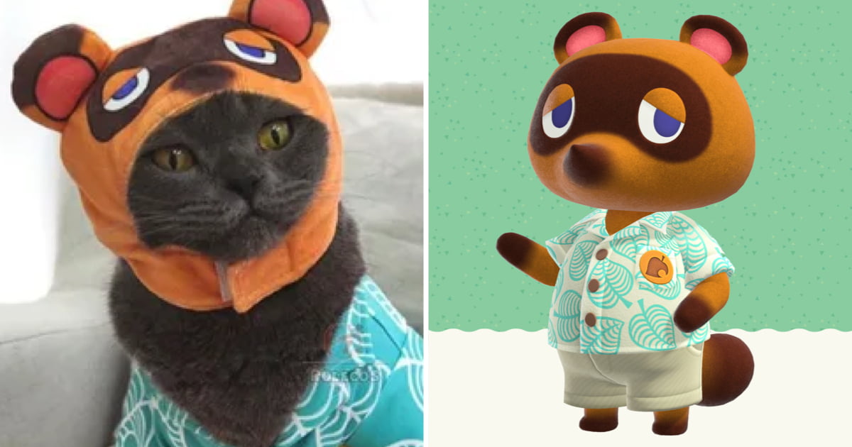 Turn Your Cat Into Tom Nook From Animal Crossing - 9GAG