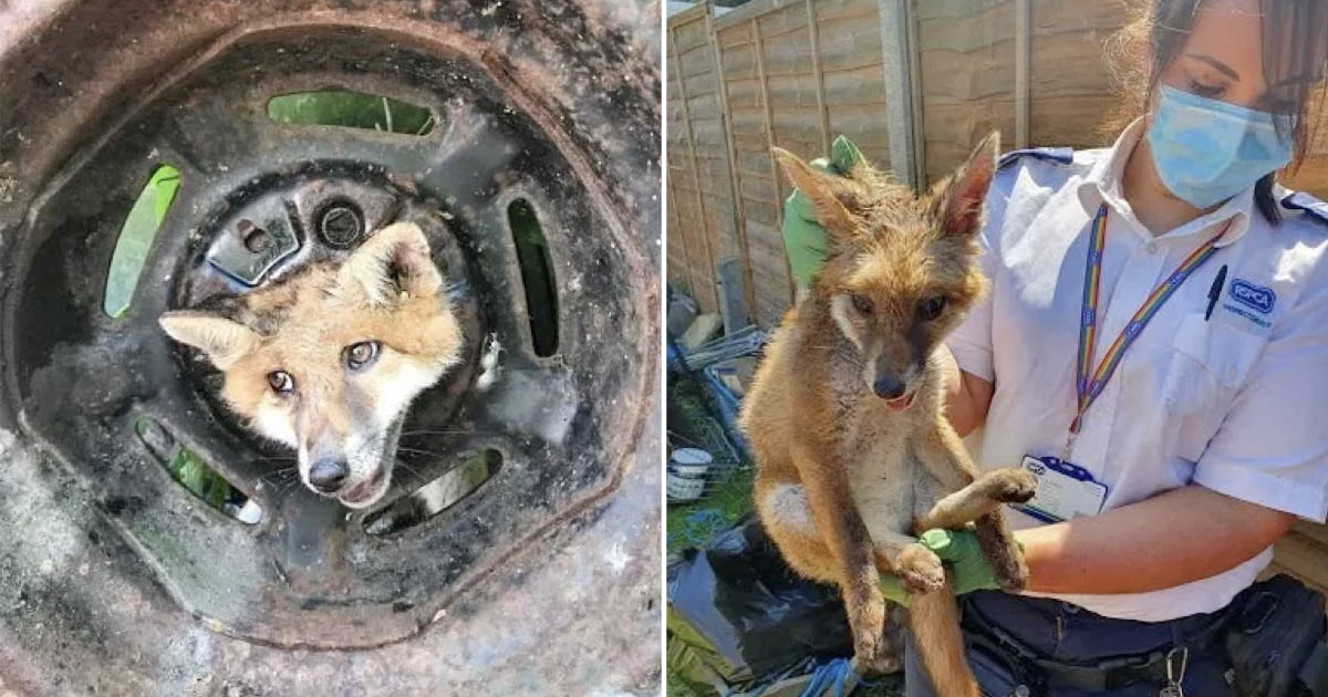 Fox Rescued After Getting Its Head Stuck In Car Wheel - 9GAG