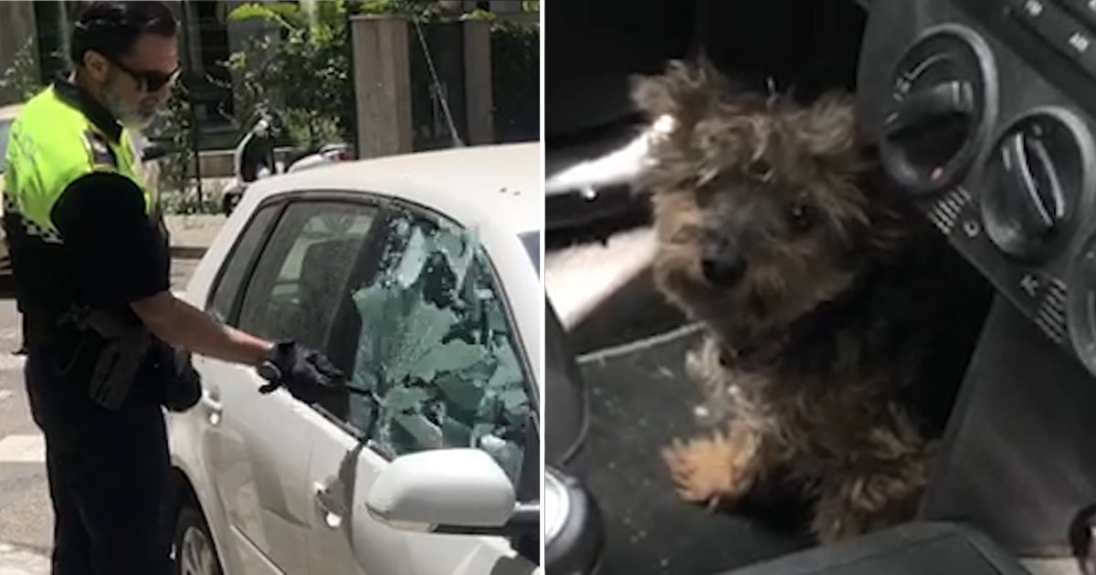 Police Smashed Car Window To Save Dog Trapped In 40°C Heat - 9GAG
