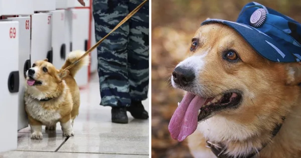 Russia's Only Welsh Corgi Police Dog Retires At Age 9 - 9GAG