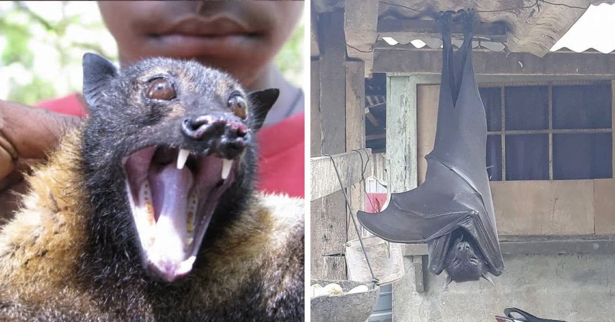 Photo Of Giant Golden-Crowned Flying Fox Leaves People Horrified - 9GAG