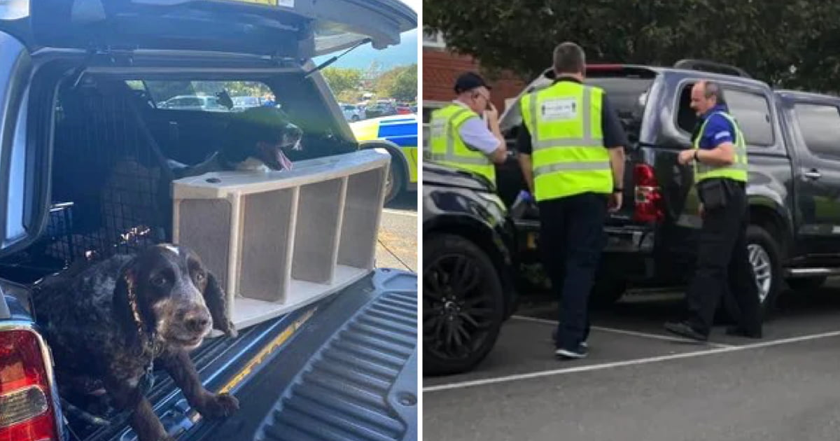 Two Dogs Left In Hot Car While Owners Went To Theme Park 9GAG