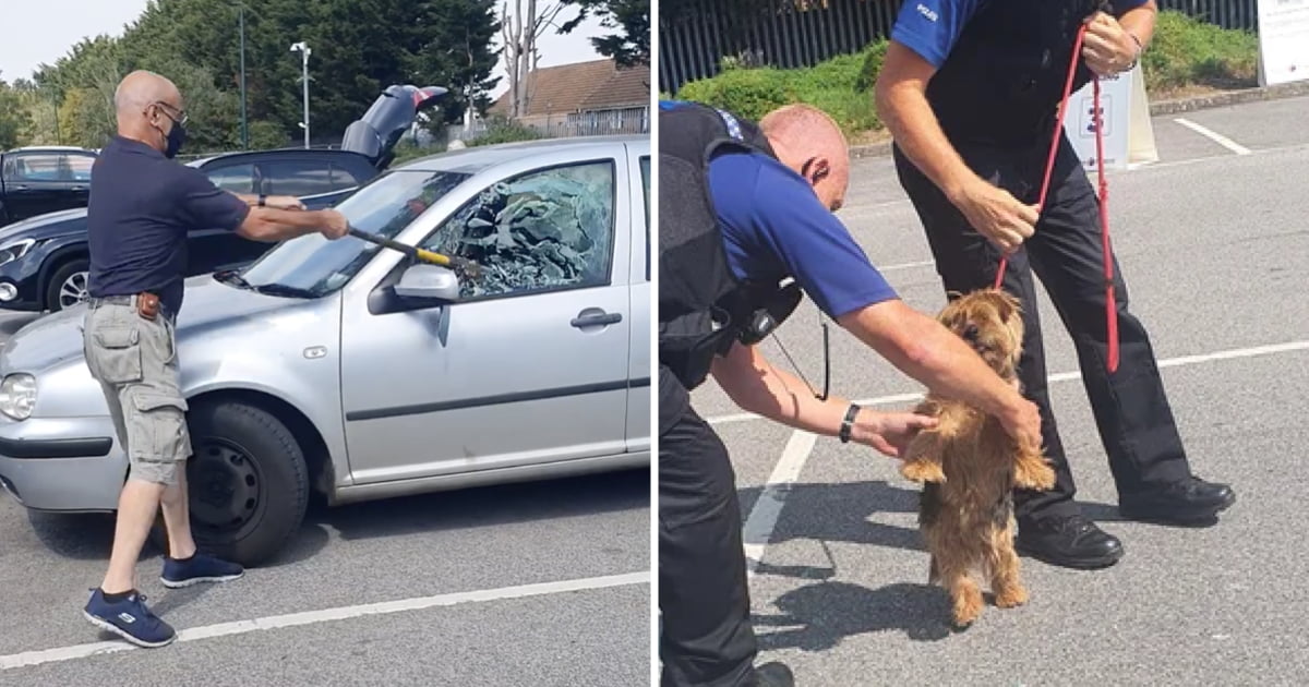 Man Smashes Window With Axe To Save Dog Trapped In Car In 34°C Heatwave ...