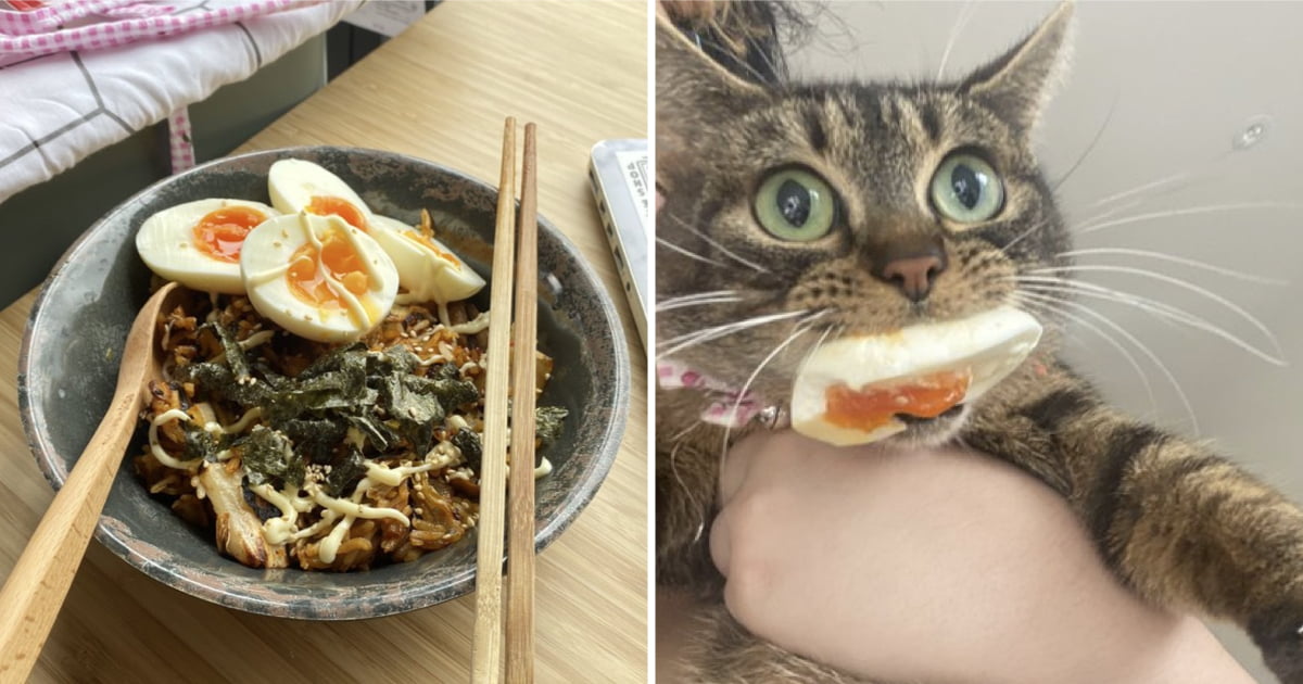 Cat Thief Caught Red-Handed For Stealing Eggs - 9GAG