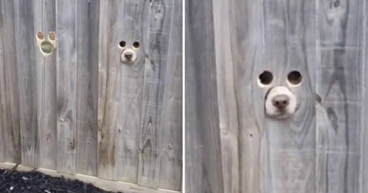 Owner Creates CustomMade Holes In Fence For Dogs To Peek At PassersBy