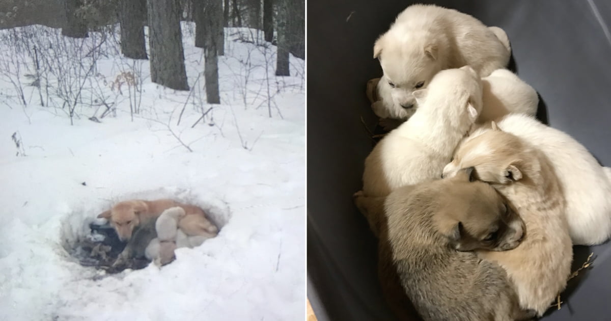 Stray Mama Dog Huddled With Her Babies To Protect Them From The Cold - 9GAG