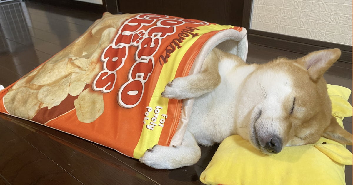 Sleepy Shiba Inu Naps Inside Snack-inspired Pet Beds - 9GAG