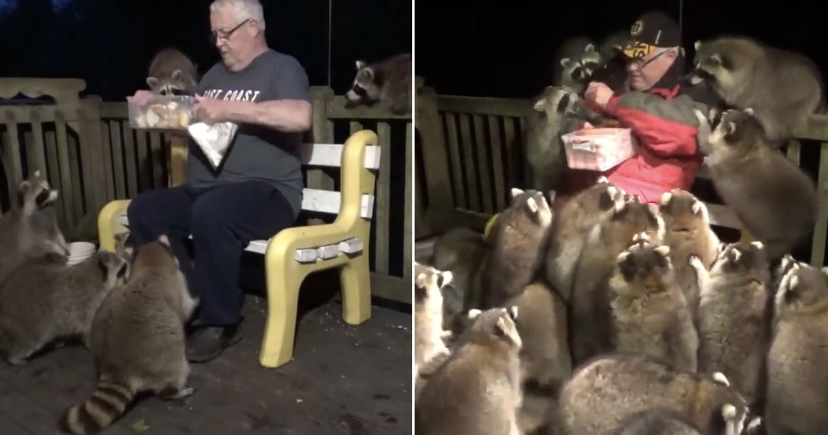 Man Happily Feeds A Group of 17 Hungry Raccoons Gathered on His Back ...
