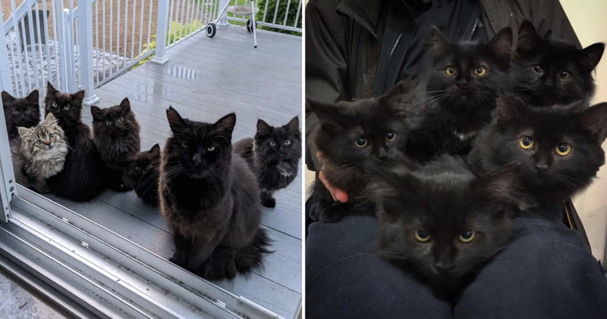 Stray Cat Brings All Her Babies To Meet The Woman Who Helped Her - 9GAG